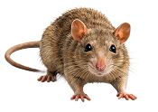 Rodent Control