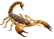 Scorpion Control